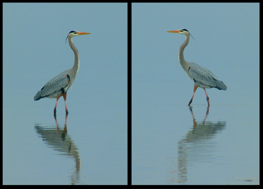 (24) heron montage.jpg   (1000x720)   217 Kb                                    Click to display next picture